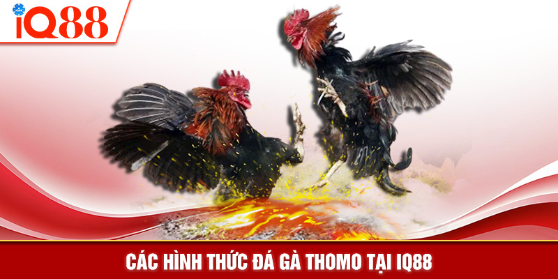 Các hình thức đá gà Thomo tại IQ88