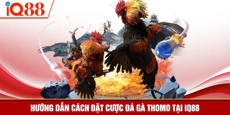 Hướng dẫn cách đặt cược đá gà Thomo tại IQ88