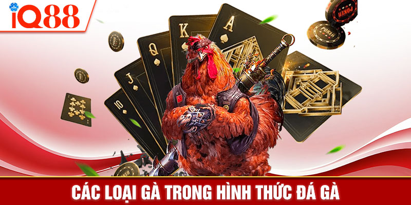 Các loại gà trong hình thức đá gà