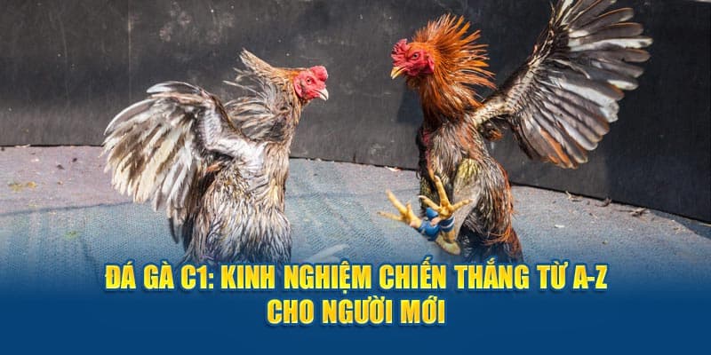 Mẹo để chiến thắng khi tham gia cá cược đá gà C1 là gì?